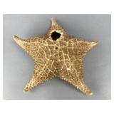Dried Starfish Specimen, 10.5 Inches, 10.5'