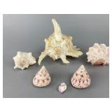 Assorted Natural Seashells, 5'