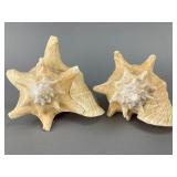 Pair of Natural Conch Shells, 7.5'