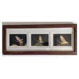 Framed pictures of Dragonfly Species