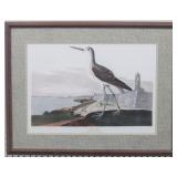 Green Shank by John J Audubon