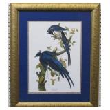 Columbia Jay by John J Audubon