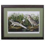 Night Heron by John  Audubon