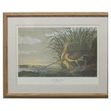 Long Billed Curlew by John J Audubon