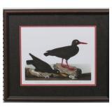 Oyster Catcher by John J Audubon