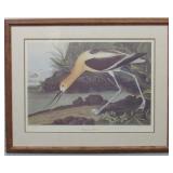 American Avocet by John J Audubon