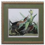 Green Heron by John J Audubon