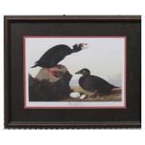 Black Surf Duck by John J Audubon