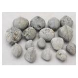 Lot of Fossils ??? (16pc) Assorted sizes