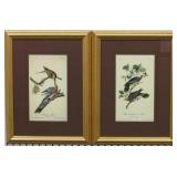 Set of 2 Antique Birds by John Audubon