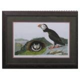 Puffin by John J. Audubon