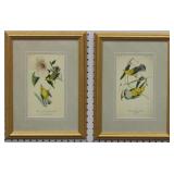 Set of 2 Antique Birds by John J. Audubon
