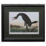 Florida Cormorant by John J. Audubon