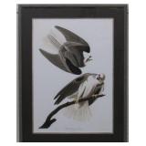Black Winged Hawk by John J. Audubon