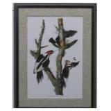 Ivory Billed Woodpecker by John J. Audubon