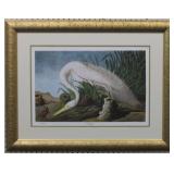 White Heron by John J. Audubon