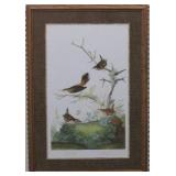 Winter Wren by John J. Audubon