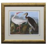 White Ibis by John J. Audubon