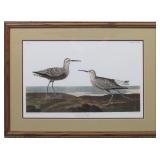 Long Legged Sandpiper by John J. Audubon