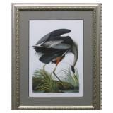 Great Blue Heron by John J. Audubon