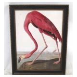 Flamingo framed print