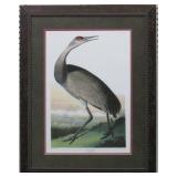 Hooping Crane Young by John J. Audubon