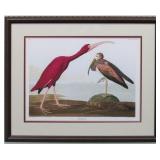 Scarlet Ibis by John J. Audubon