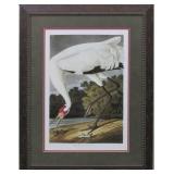 Hooping Crane Adult by John J. Audubon