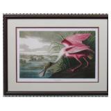 Roseate Spoonbill by John J. Audubon