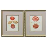 Set of 2 Antique Shells