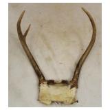Deer Antlers w/ Skull Mount