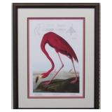 Pink Flamingo by John Audubon