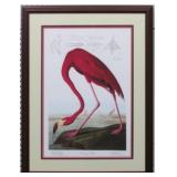 Flamingo by John Audubon