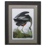 Great Blue Heron by John Audubon