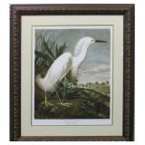 Snowy Heron by John Audubon