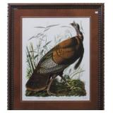 Wild Turkey by John Audubon
