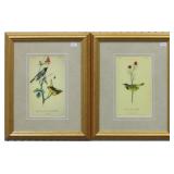 Set of 2 Antique Birds by John Audubon
