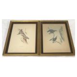 Pair framed bird prints