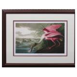 Roseate Spoonbill by John J. Audubon
