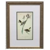 Yellow-Crowned Wood-Warbler by John J. Audubon