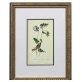 Grey-Crowned Purple Finch by John J. Audubon