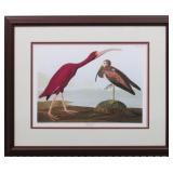 Scarlet Ibis by John J. Audubon