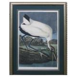 Wood Ibis by John J. Audubon