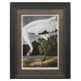 Hooping Crane Adult by John J. Audubon