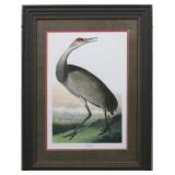 Hooping Crane Young by John J. Audubon