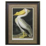 White Pelican by John J. Audubon