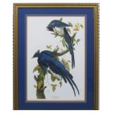 Columbia Jay by John J. Audubon