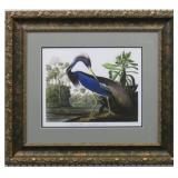 Louisiana Heron by John J. Audubon
