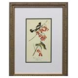 Wandering Rice Bird by John J. Audubon