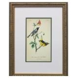 Black-Throat Blue Wood-Warbler by John Audubon